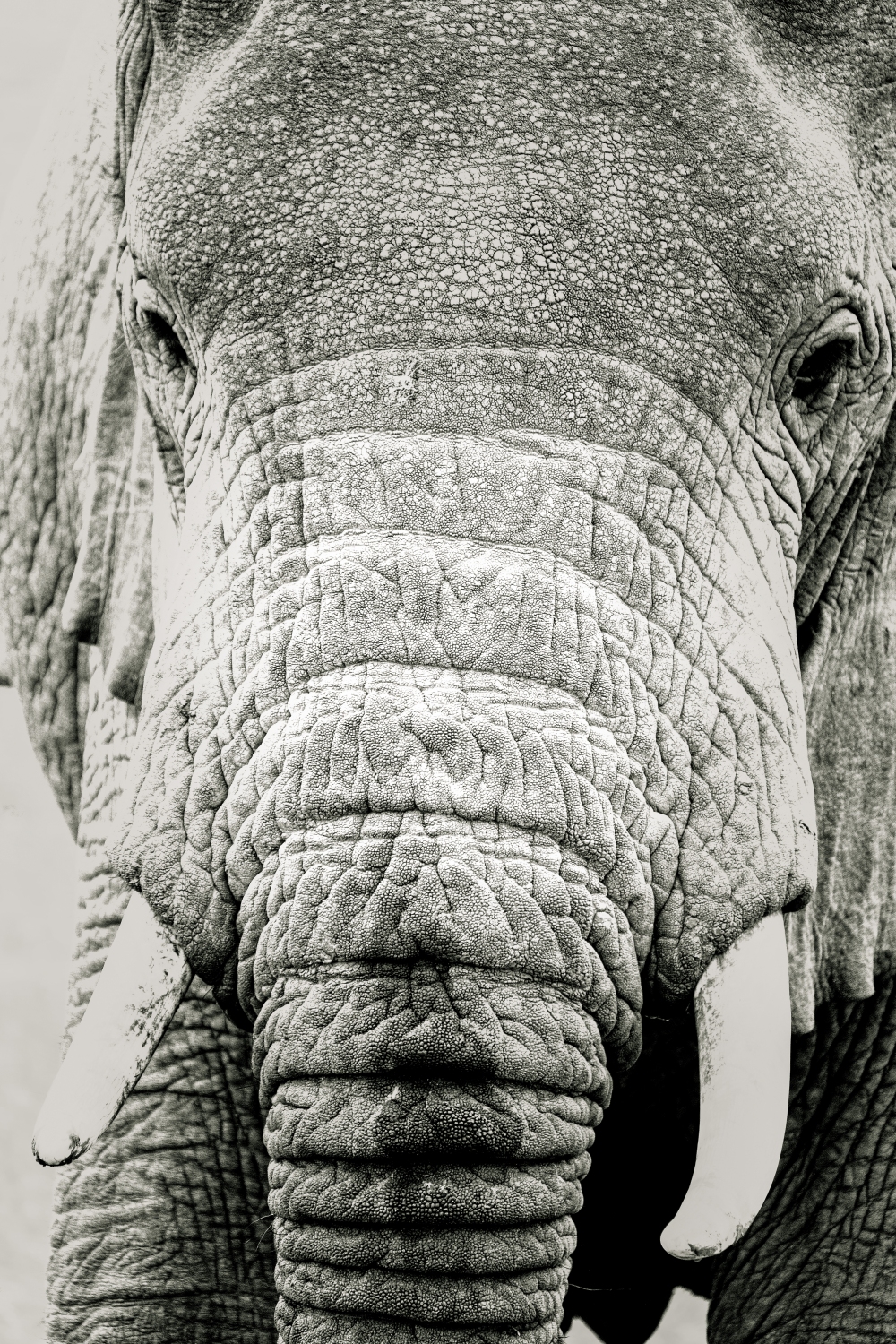Ugandan Elephant 2
